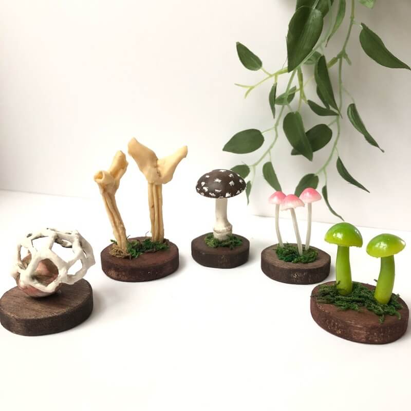 Toadstool-k｜ヨコハマきのこ大祭 出展者情報