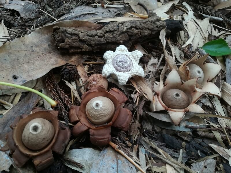 A-ZOO|ヨコハマきのこ大祭 出展者情報