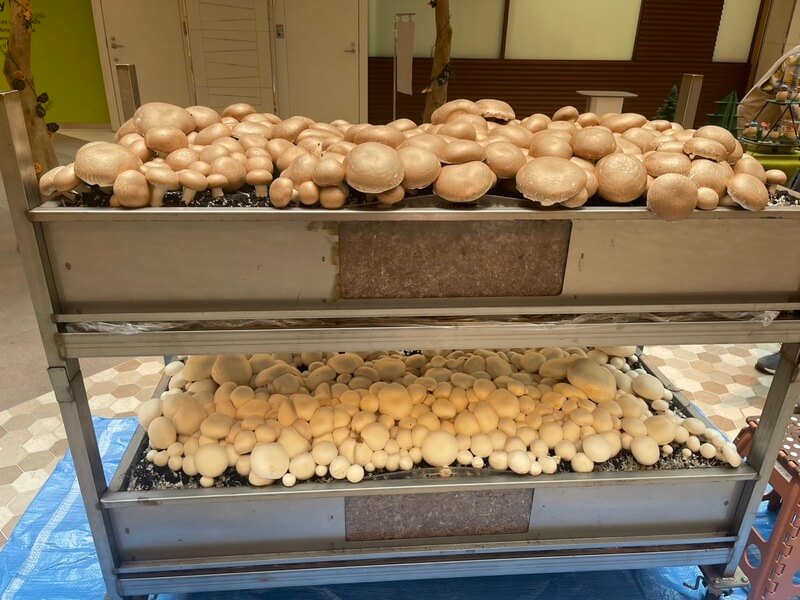 株式会社ワキュウトレーディング|ヨコハマきのこ大祭 出展者情報